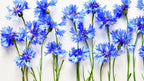 Blue Cornflower - Personalized phone case - Personalized gift