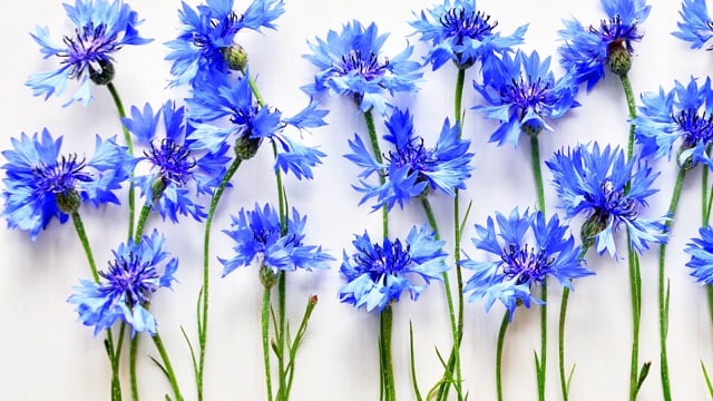 Blue Cornflower - Personalized phone case - Personalized gift