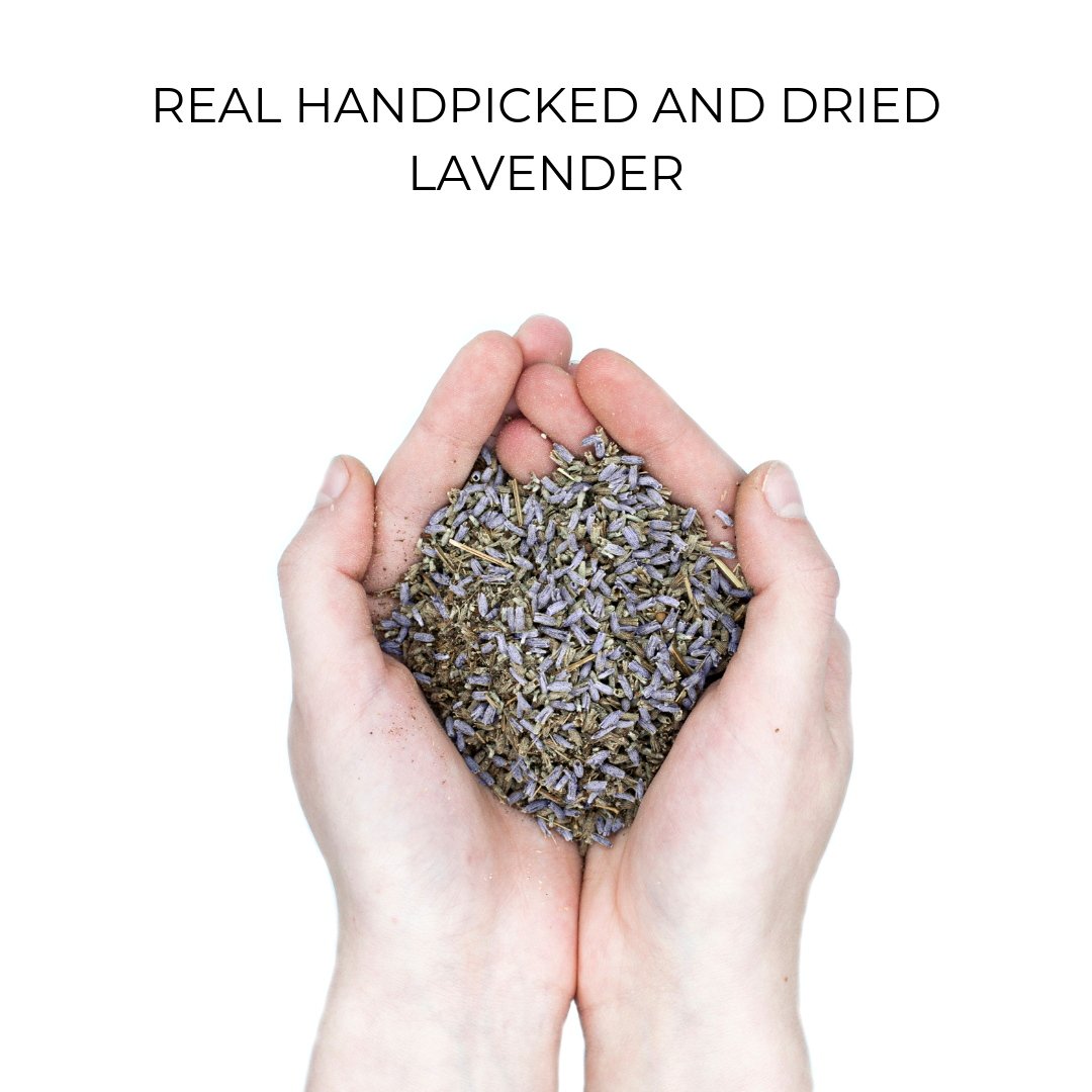 Echter getrockneter Lavendel in Händen