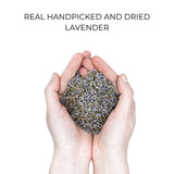 Echte Bio handgepflückte Lavendelblüten in der Hand gehalten