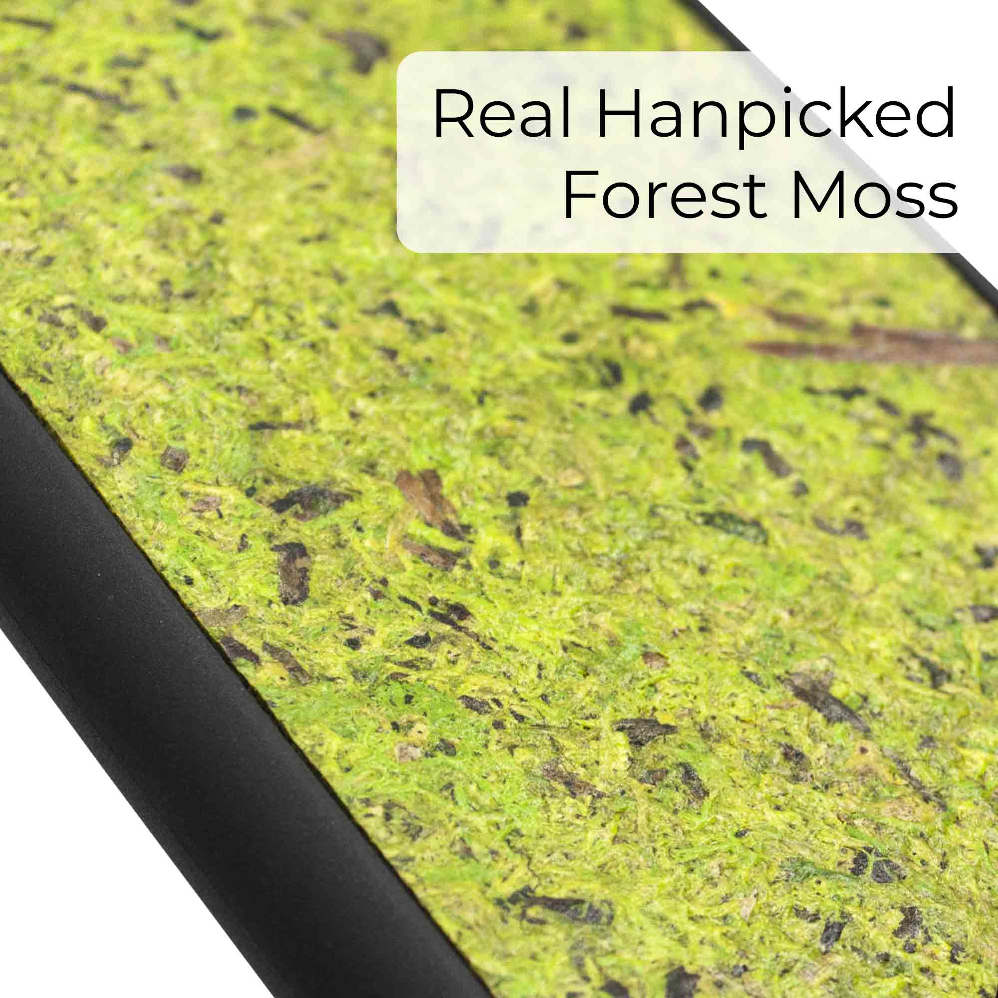 Primer plano de material de musgo de bosque natural orgánico