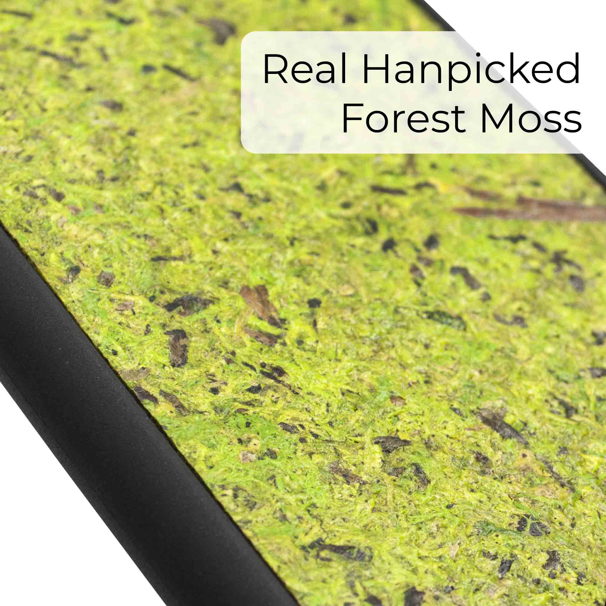 Organic Natural Forest Moss Material Closeup