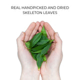Handpicked organic Skeleton Leaves