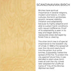 Birch Wood The Meaning Case Introduction