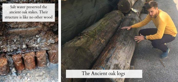 Ancient Oak Logs transported from the sea
